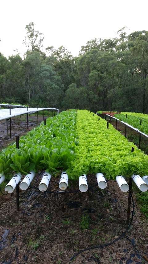 Photo: Raintree County Hydroponic Farms